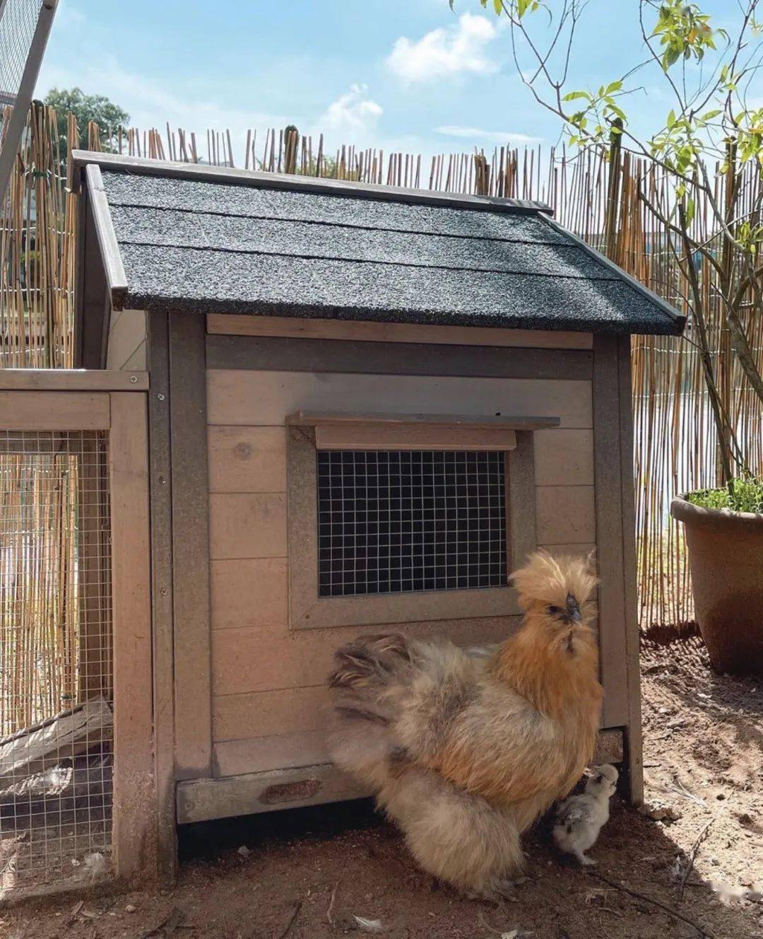 新加坡爱马仕女王新家曝光私人泳池25米鸡住海景房