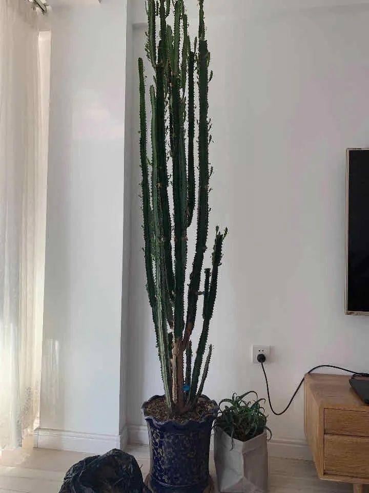 养花贵在精这四种花再穷也要养镇宅旺家清新空气值得拥有