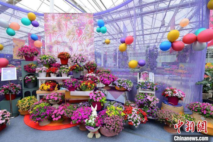 北京花木春季花展开幕16个新品种花卉国内首发