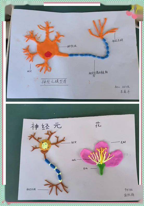 新篇章生物模型制作大赛大同一中北校第28届科技文化节生物活动报道