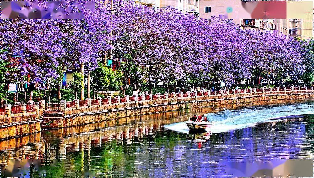 近日,昆明盘龙江畔及教场中路的蓝花楹进入盛花期,吸引不少市民游客到