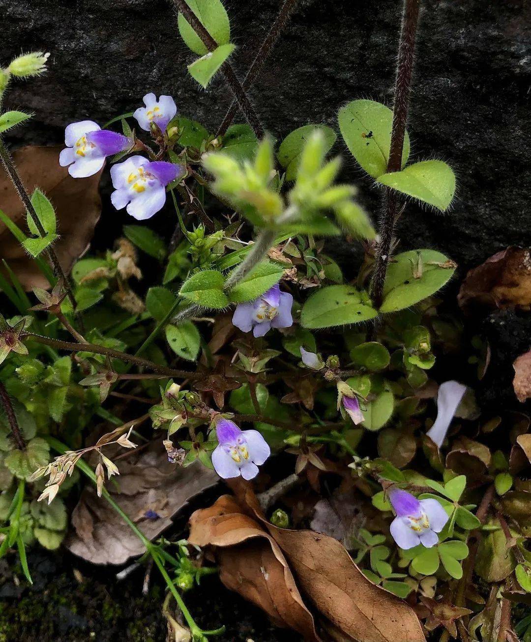 苔花如米小