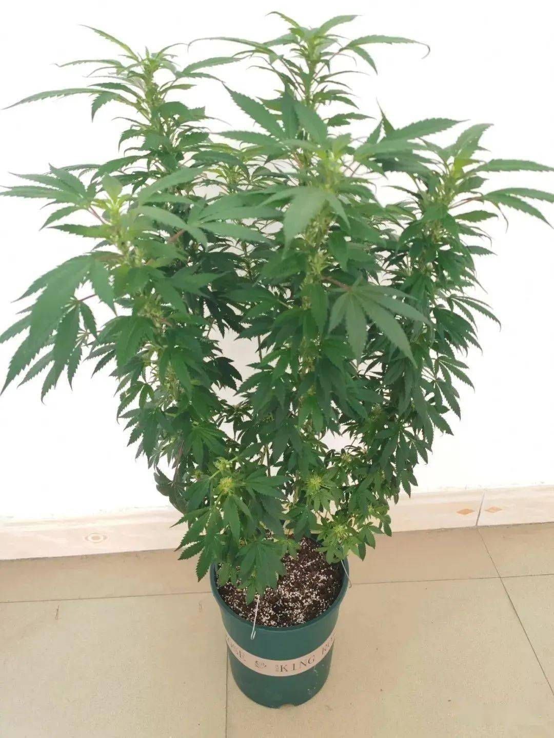 大麻植株大麻叶子大麻种子"大麻"属于大麻科大麻属,是一种一年生的