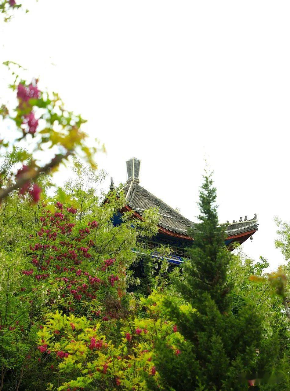 天水市清水县又是一年槐花开染醉初夏入画来