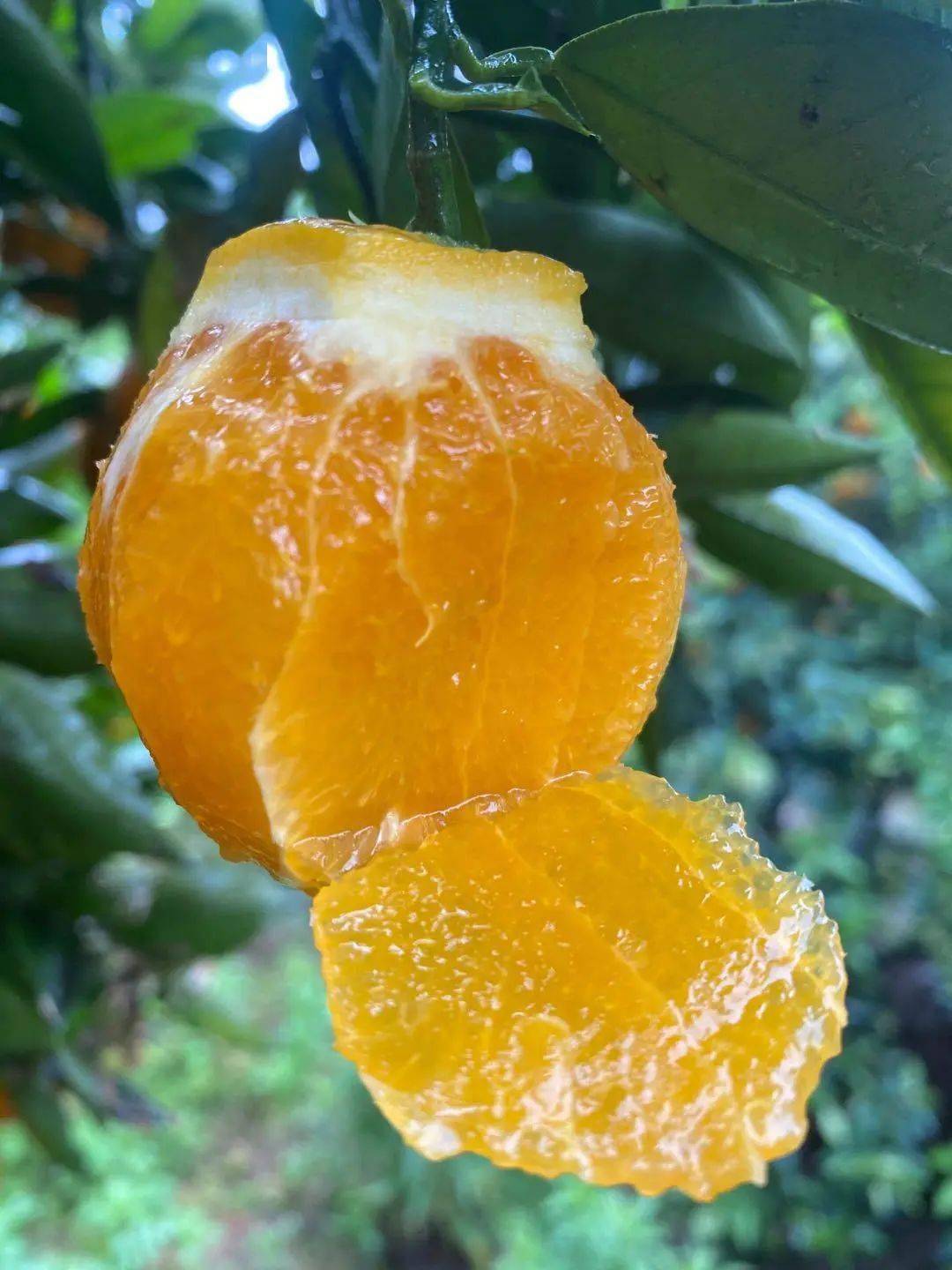 再輕輕的掰開橙子濃郁的橙子香味撲面而來果肉粒粒飽滿瑩潤再一口下去