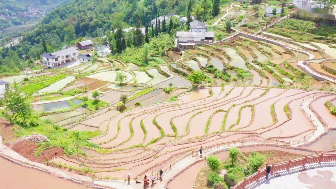 绥江抢抓农时2万亩水稻插秧正当时