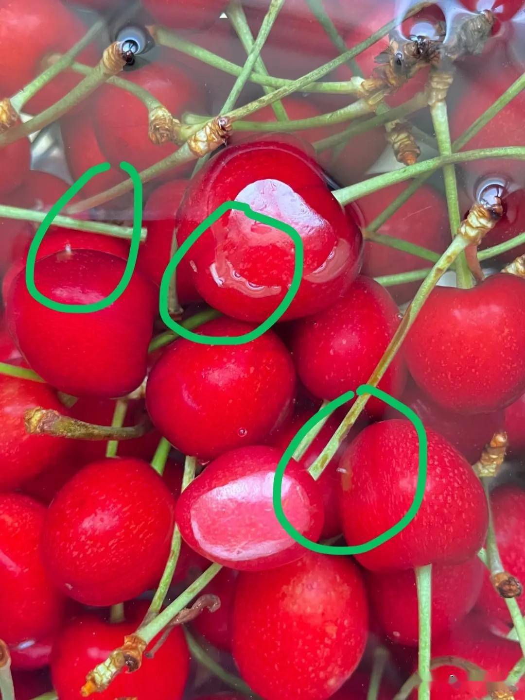 樱桃里的"小白虫"能吃吗?