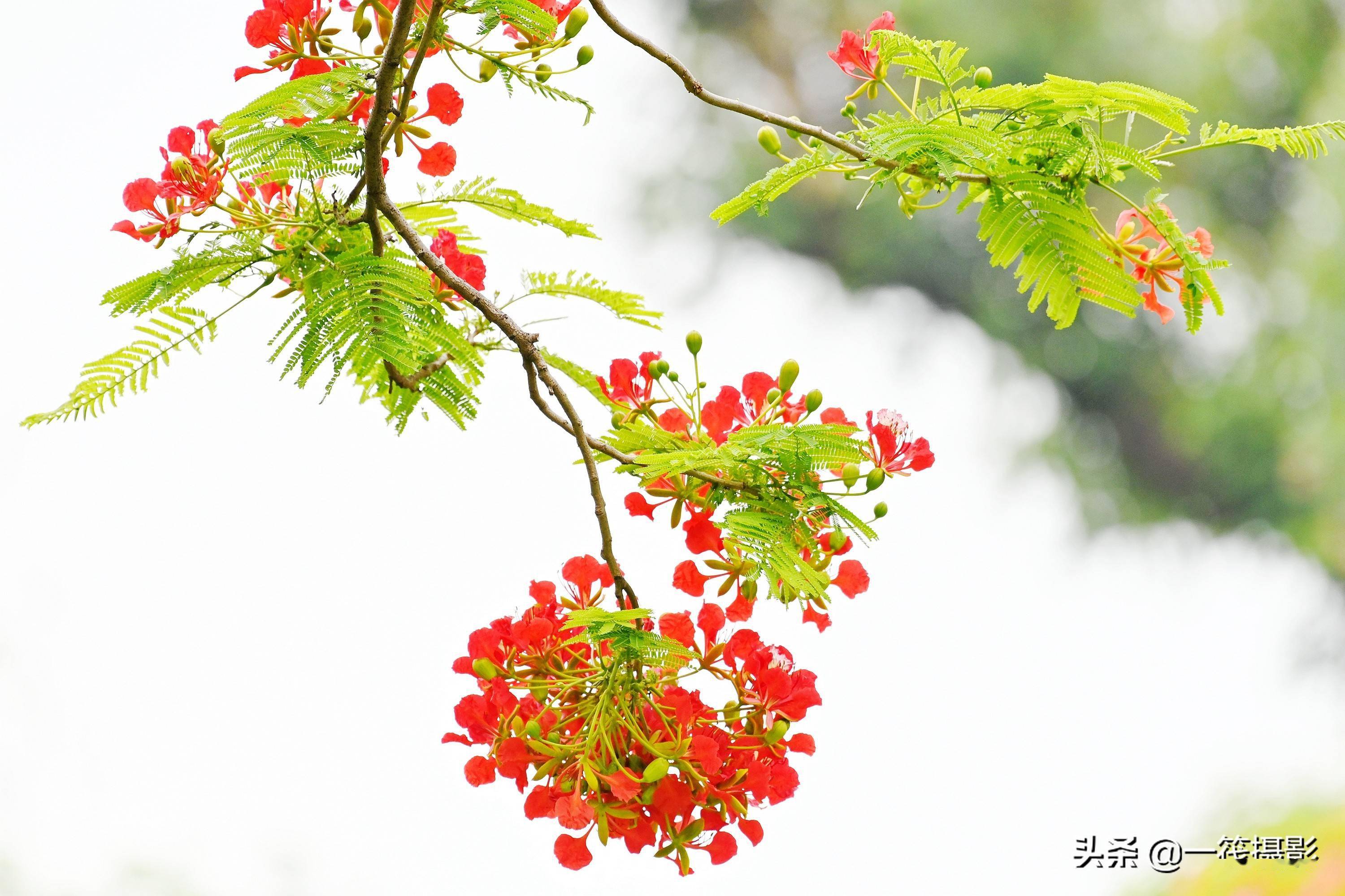 美花欣赏——凤凰木花开,又是一年毕业季