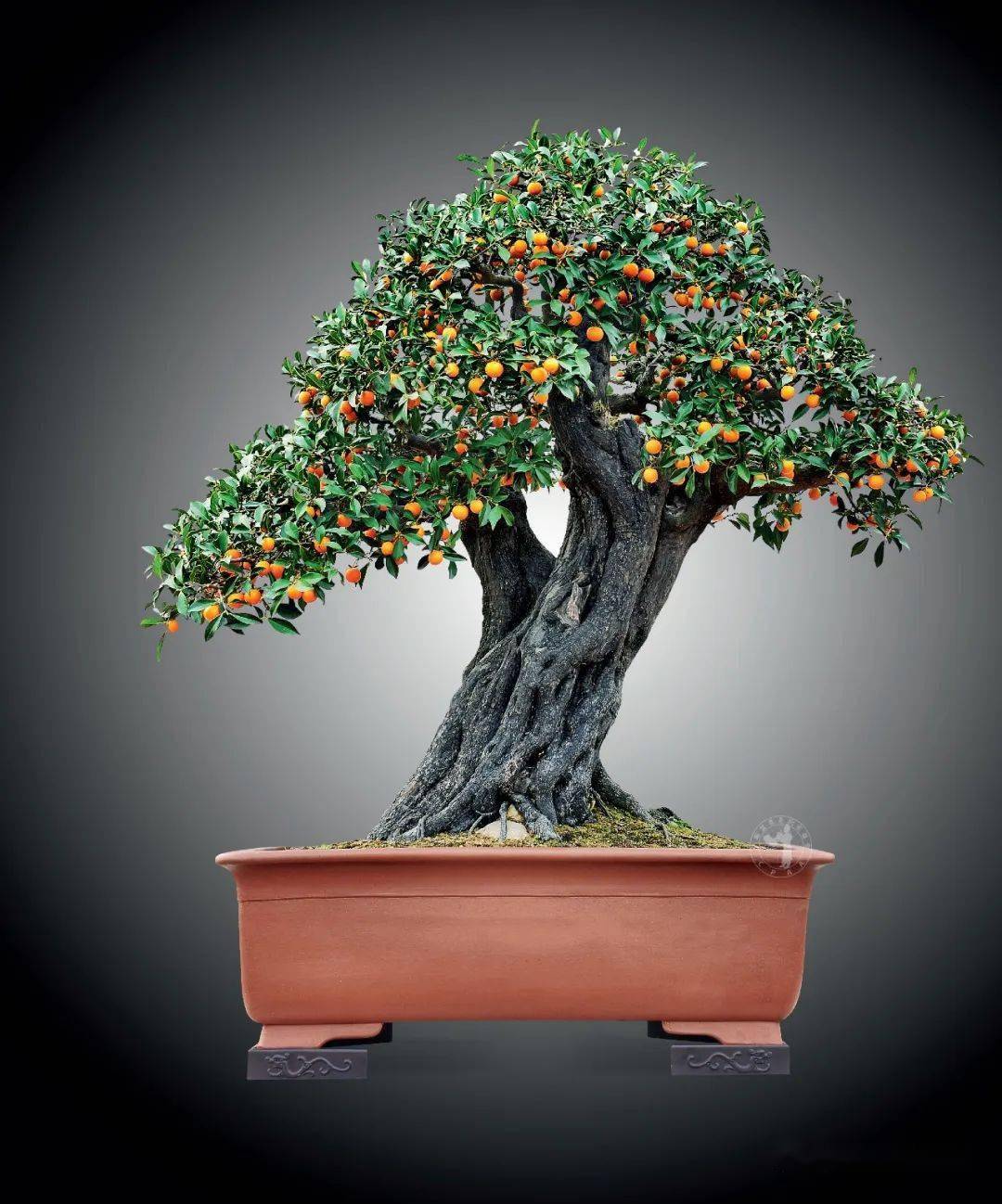 看不够的挂果金弹子盆景,比花还要美!