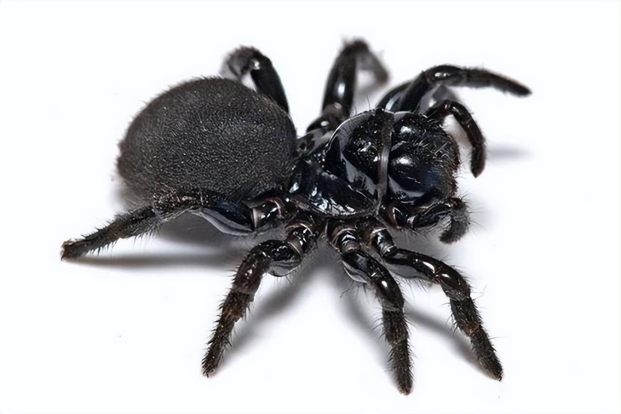 盘点毒性最大的10种蜘蛛_毒液_严重_漏斗