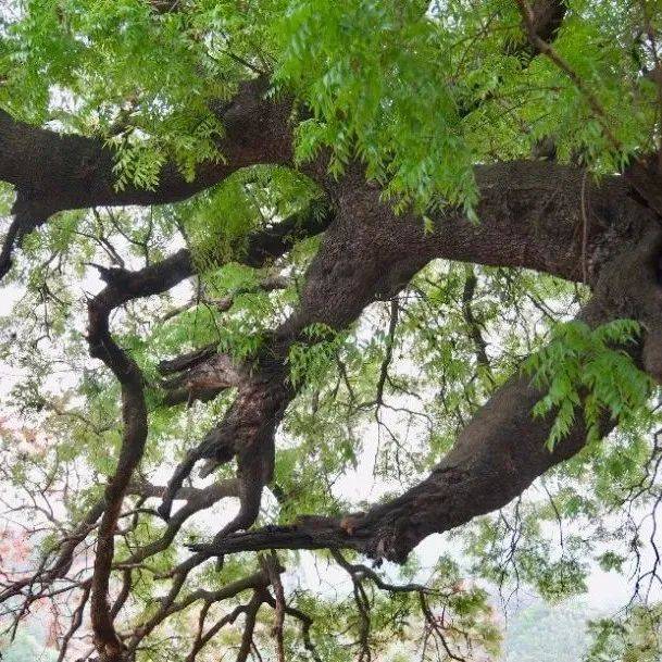 生物多样性之美：探秘牟定境内百年黄连木_岁月_保护_名木