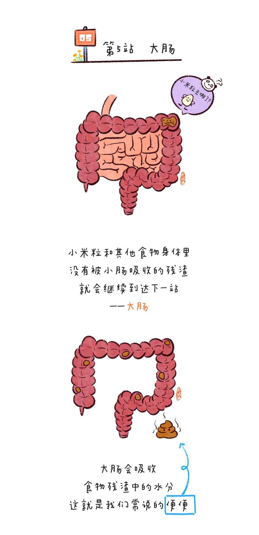 一张图带孩子了解食物在身体里的"旅行"_乔智_绘本_幼教