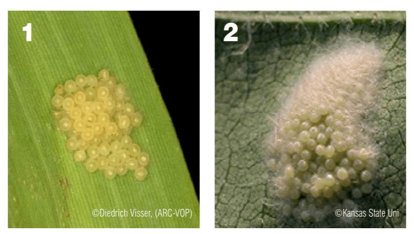 科普 | 从粮食里飞出的"幺蛾子"---草地贪夜蛾