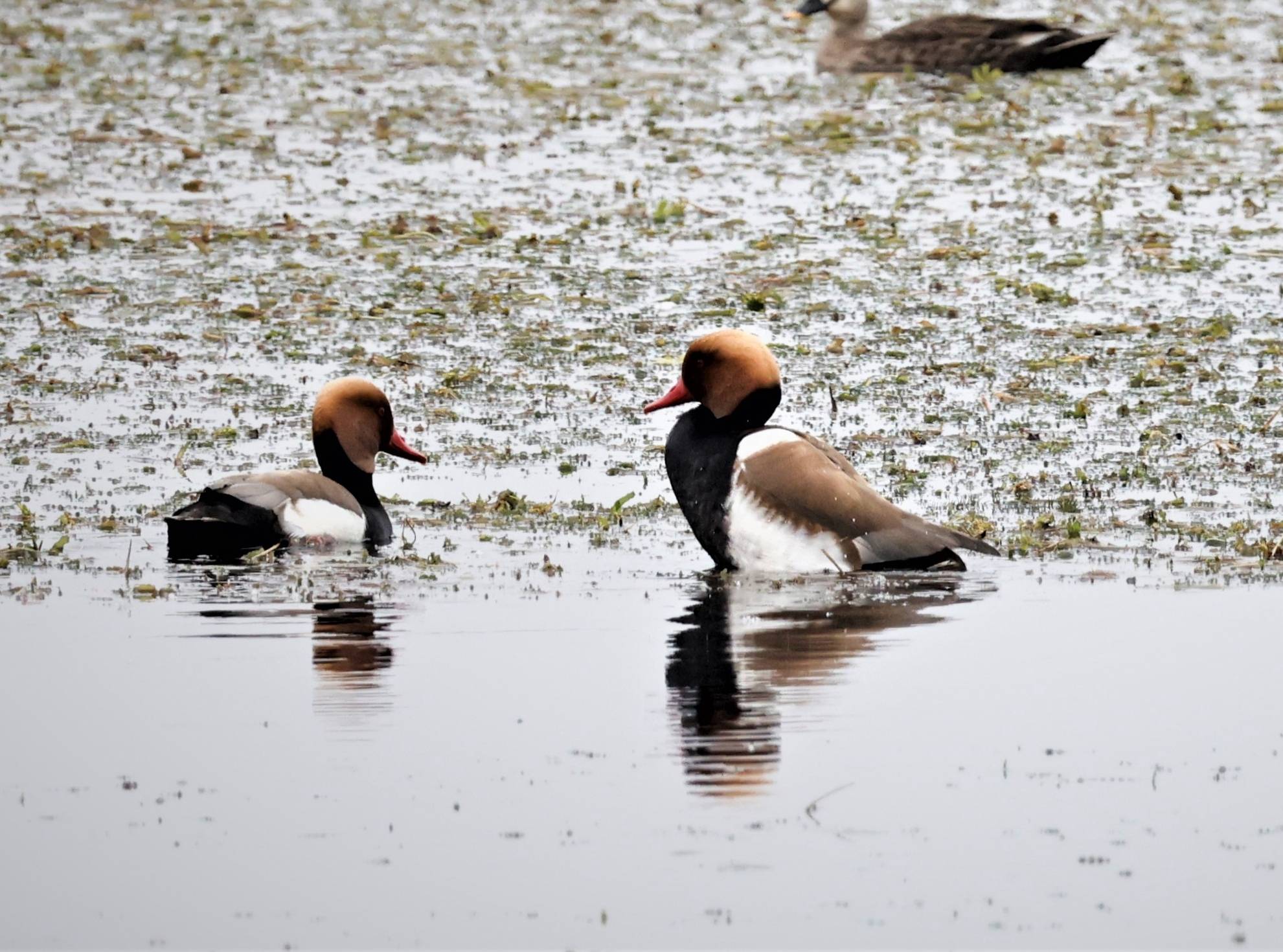 白洋淀野生鸟类达到237种国家一级保护鸟类10种