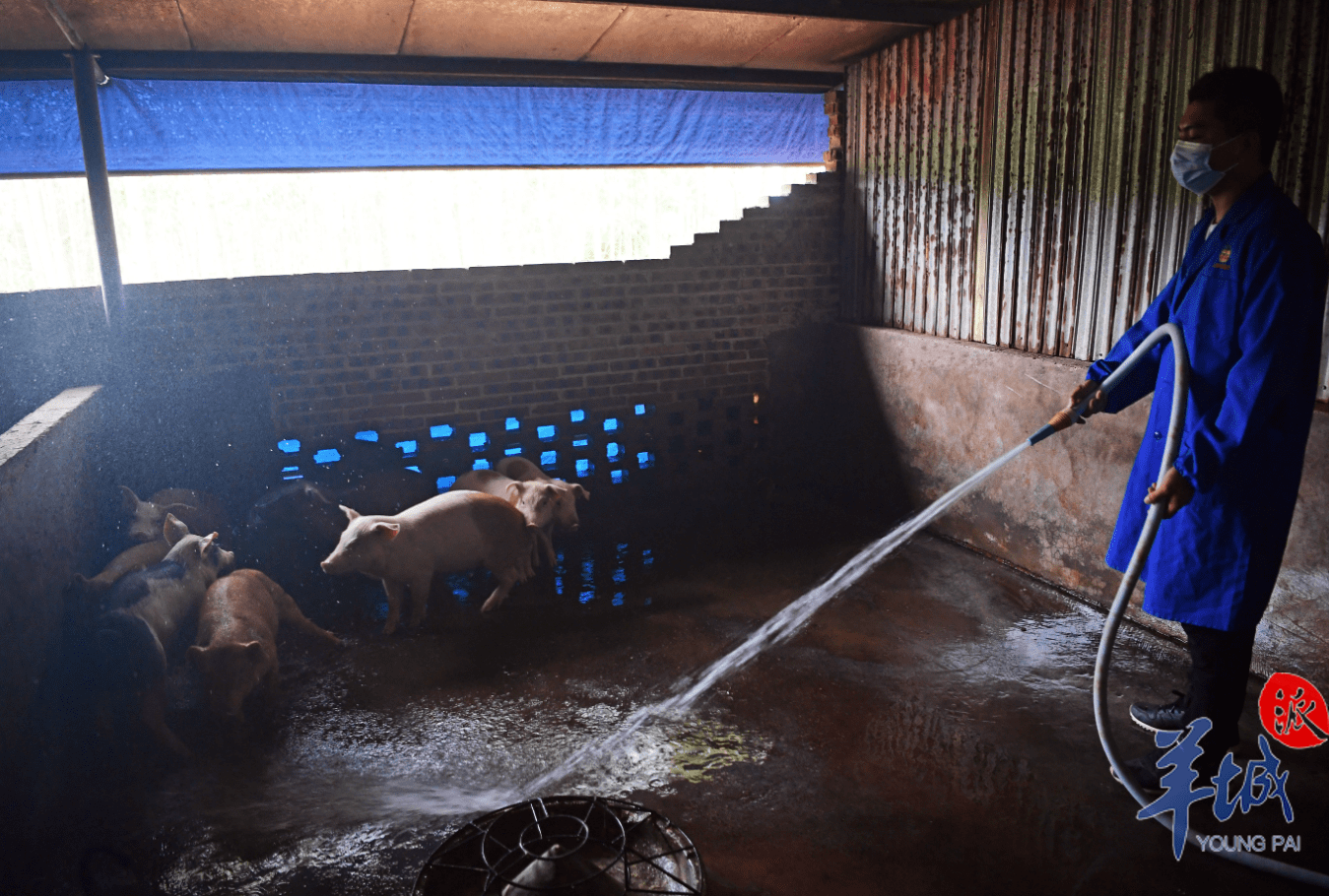 肖宇兴清洗猪圈记者了解到,肖宇兴今年27岁,大学毕业后他就回到象路村