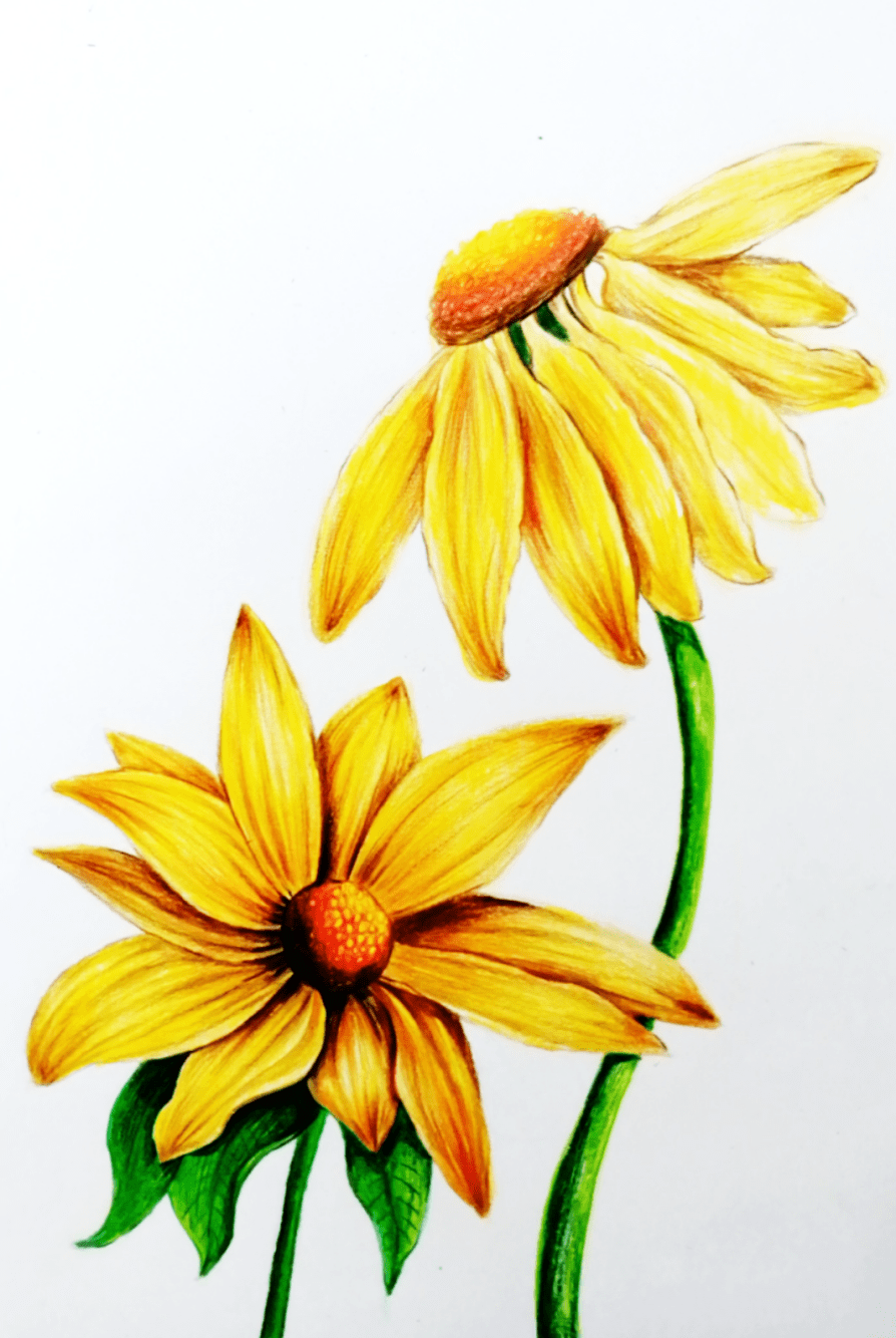 【彩铅】画出两朵魅力十足的彩铅金色雏菊 风景画_花瓣_色彩_叶子上