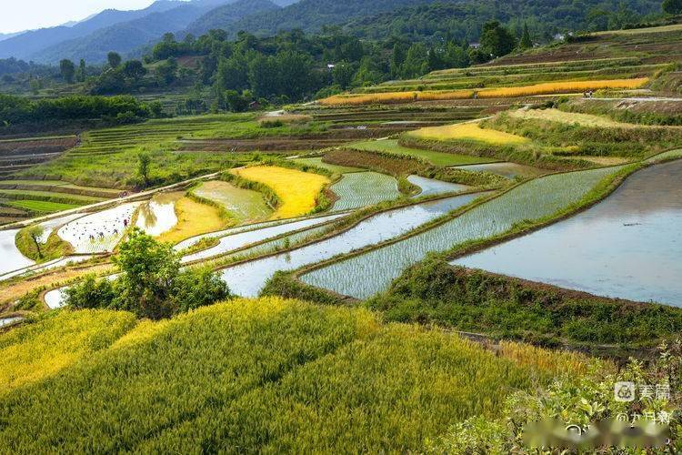 农忙时节,汉中乡村梯田美景_劳动_农田_勉县
