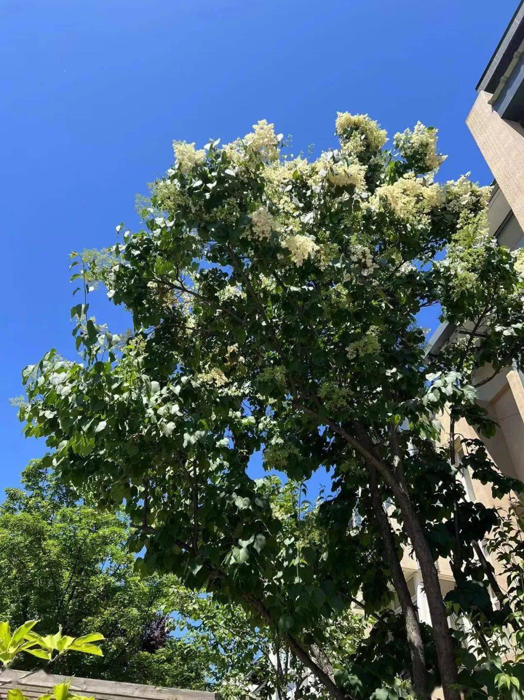 史圣召咏白丁香