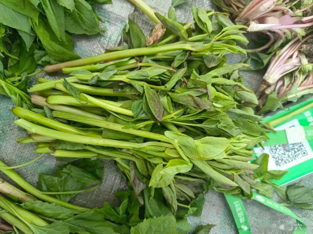 吉林菜市场山野菜一览