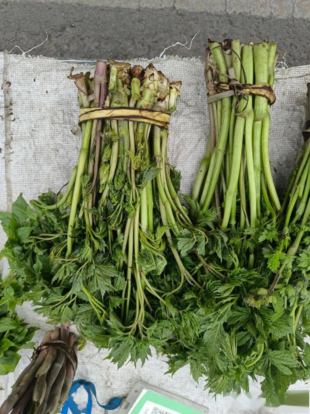 吉林菜市场山野菜一览