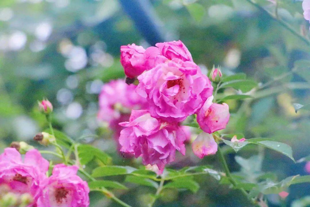 草木之約野客薔薇