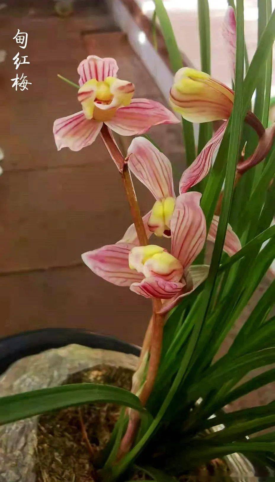 云甸红梅:莲瓣兰梅瓣花之经典_本站_兰友_副瓣