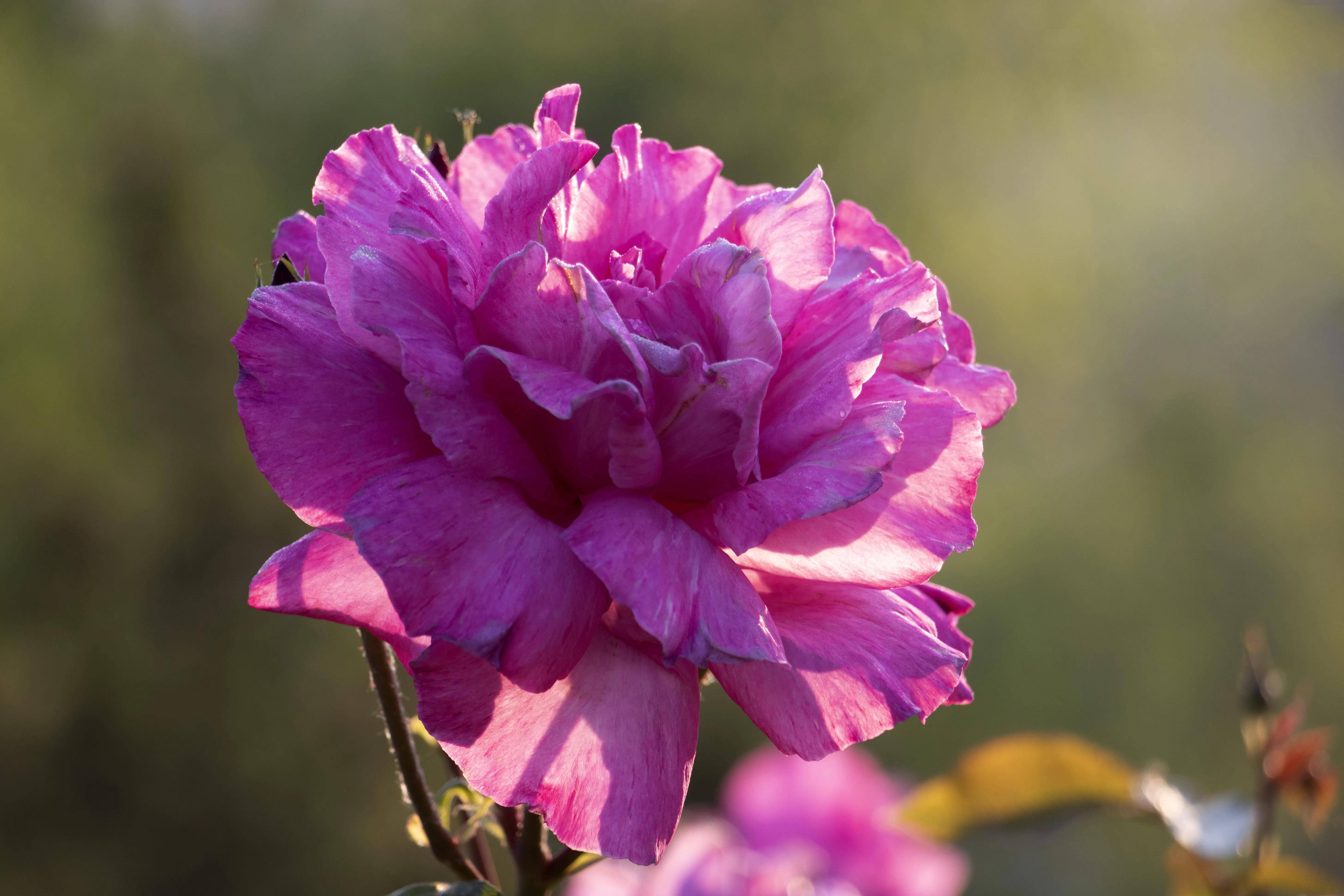 九朵月季花,朵朵放光彩