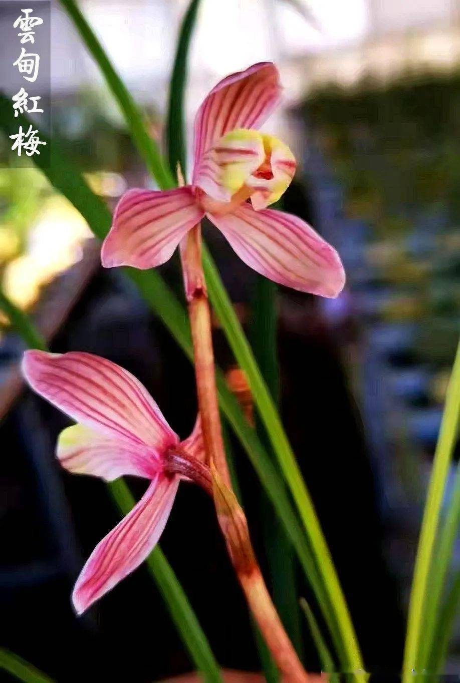 云甸红梅:莲瓣兰梅瓣花之经典_本站_兰友_副瓣