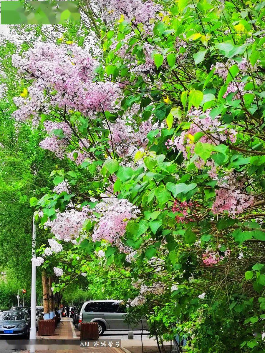 熟悉这里吧,黑龙江省电视台,这里的紫丁香很多,每年我都会过来看看.