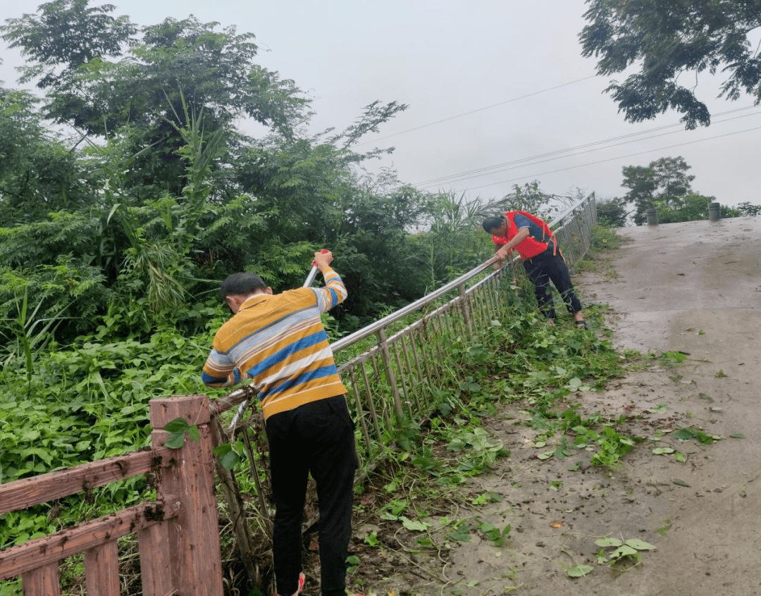 坡心镇水浮莲清理"百日大战"攻坚行动简讯_屯昌县_河道_活动