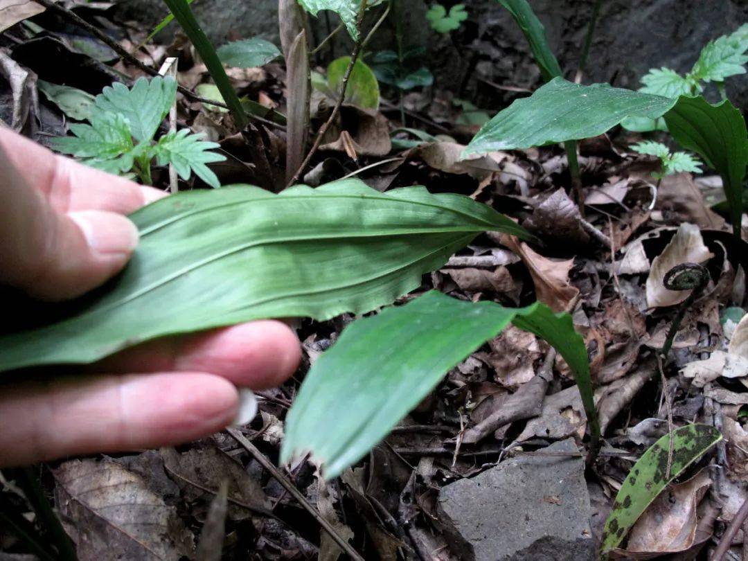 四明山龙观首现珍稀兰科植物杜鹃兰