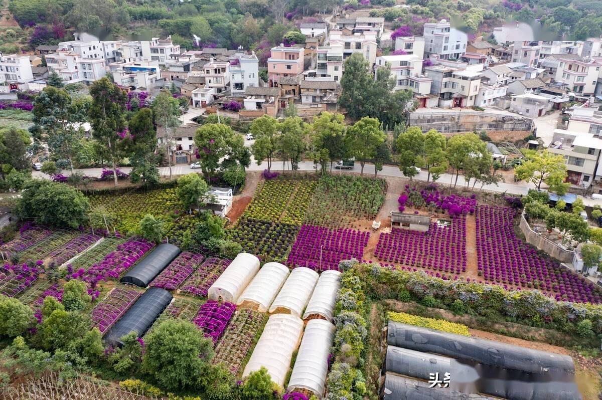 云南宜良花卉种植基地图片