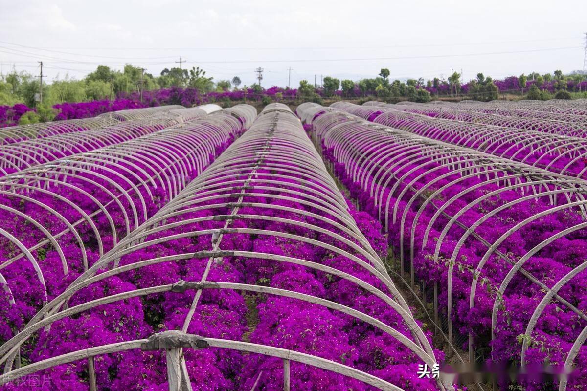 云南宜良花卉种植基地图片