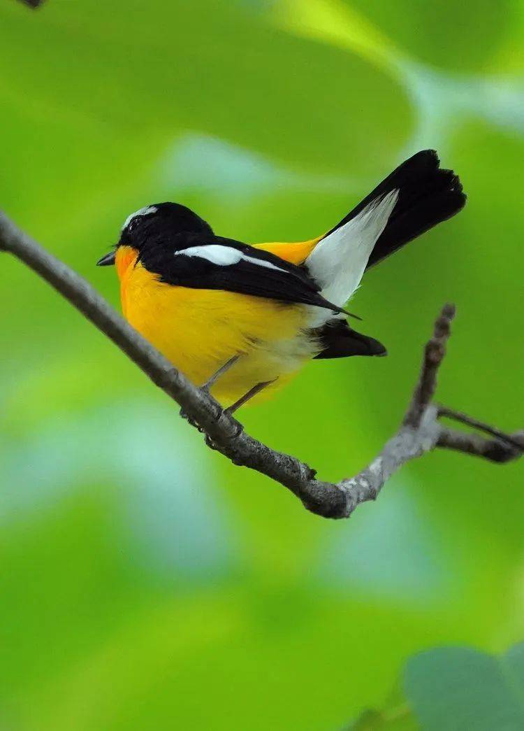 商州大赵峪发现罕见白眉姬鹟鸟_孙常飞_摄影_鸟儿