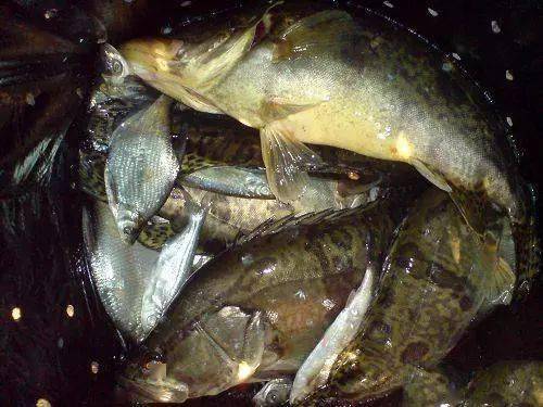 此鱼俗称"鳌花"身上布满花纹,为有吉林松花江出产的最佳_鳜鱼_水面