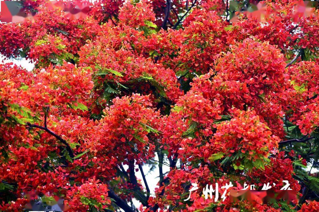 机场立交北,广州城市规划展览中心广场,广州大道北等这样的火红色,你