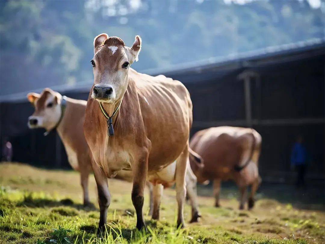火遍全网的贵族娟姗奶有什么特别之处