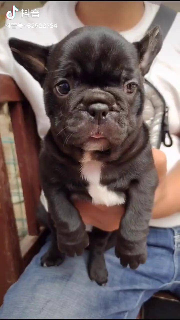 法国斗牛犬纯黑法斗小精品纯黑色法斗