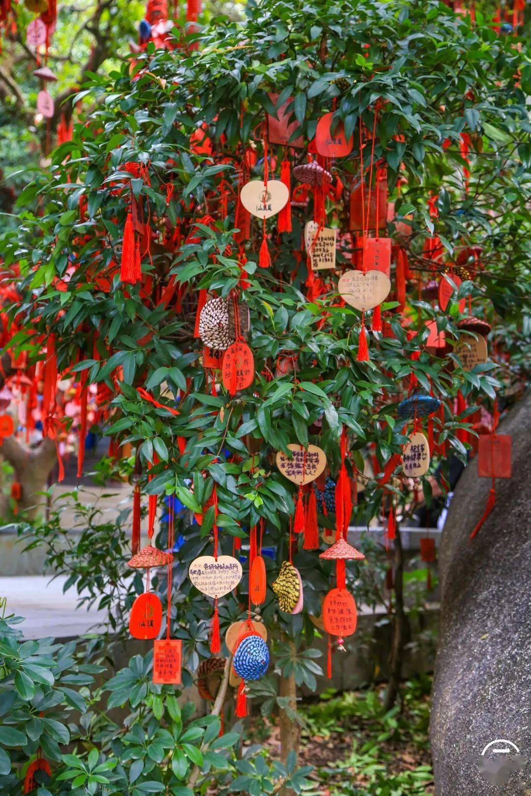 现任,是他许脱单的愿,已经在一起1035天了"寺庙的左边有一大片许愿树