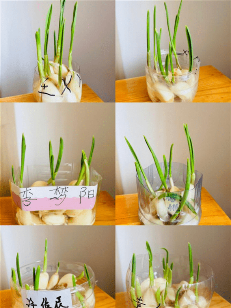 花盆里种蒜的正确过程图片