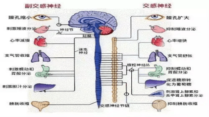 明明在人体内