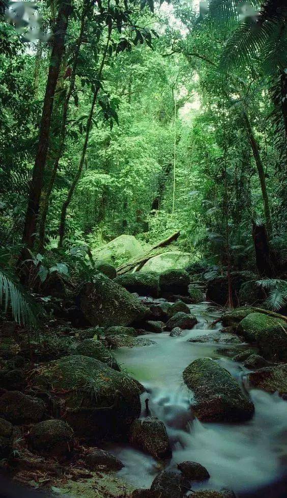 深山老林