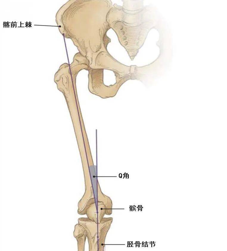 髌股关节疼痛综合征的机制和康复方案_膝关节_髌骨_膝盖