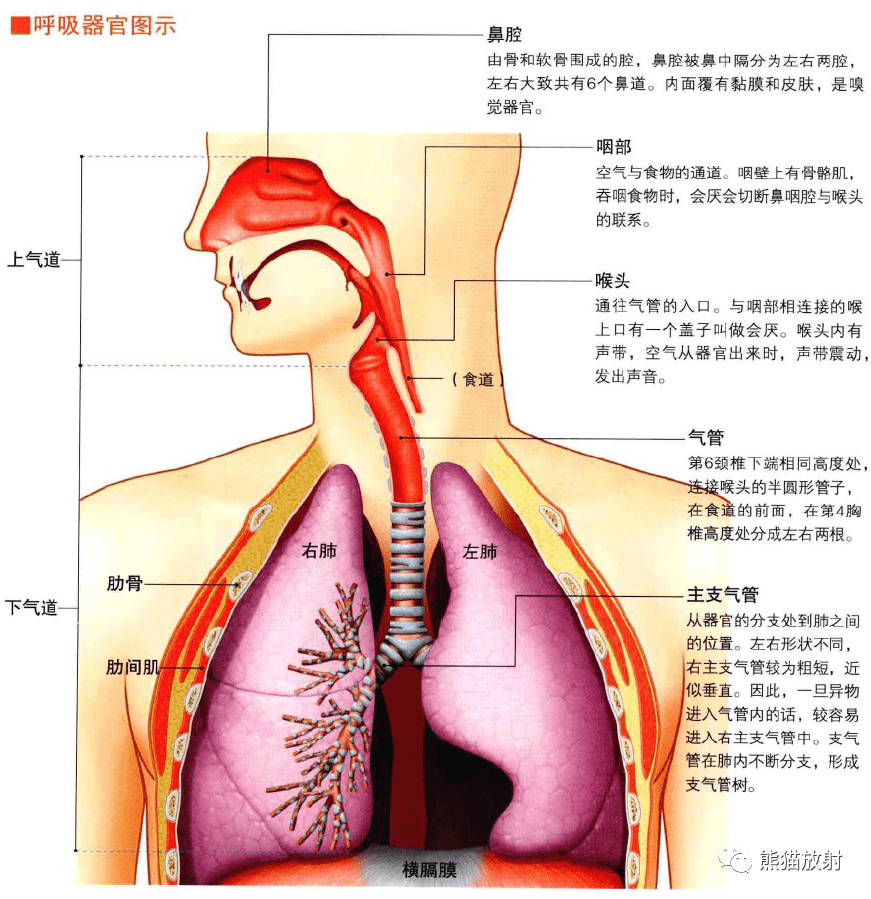 人体呼吸全过程示意图图片