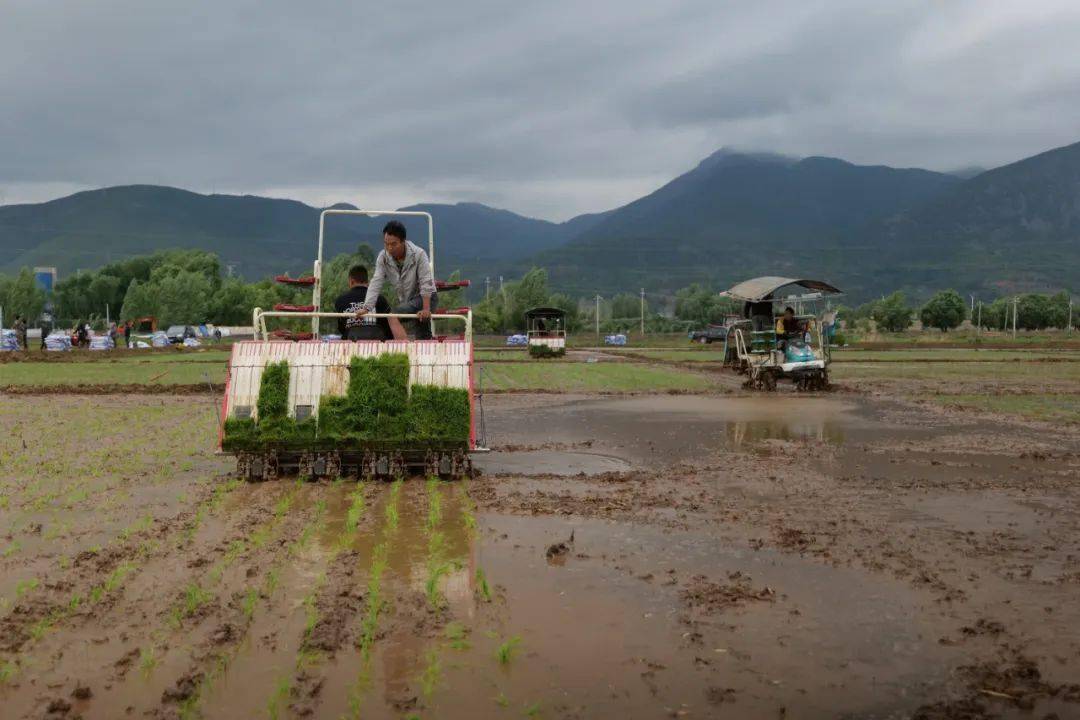 水稻高速插秧机_机械化_种植_全县