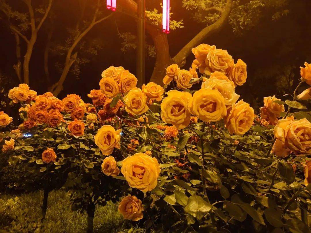 疫情结束后的24小时我们