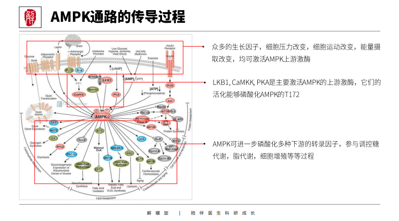 狠狠拿捏nfkbkeggmapkwnt等12大信号通路详细解读