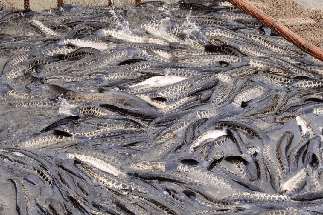 三角生鱼省级产业园动工建设_养殖_渔业_中山市