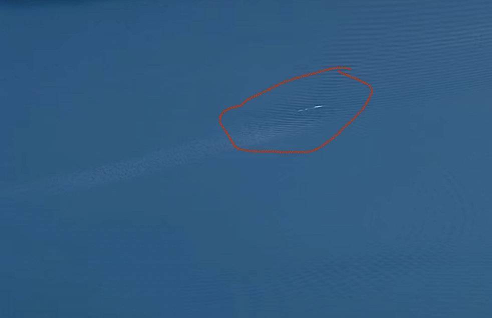喀纳斯湖再现巨型“湖怪”？景区工作人员：那就是哲罗鲑