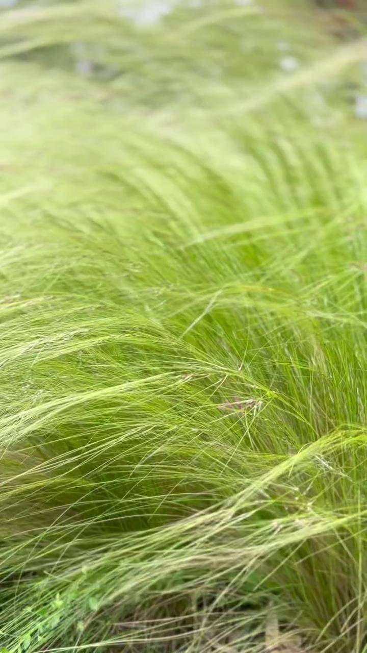 路边一丛小草居然如此的治愈旅行拍出电影感